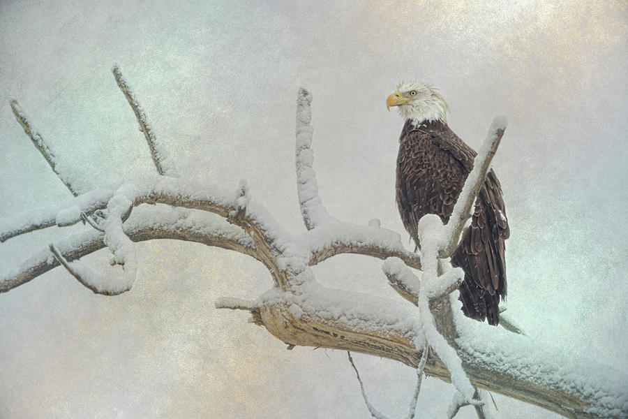 Eagle Eye Photograph by James BO Insogna