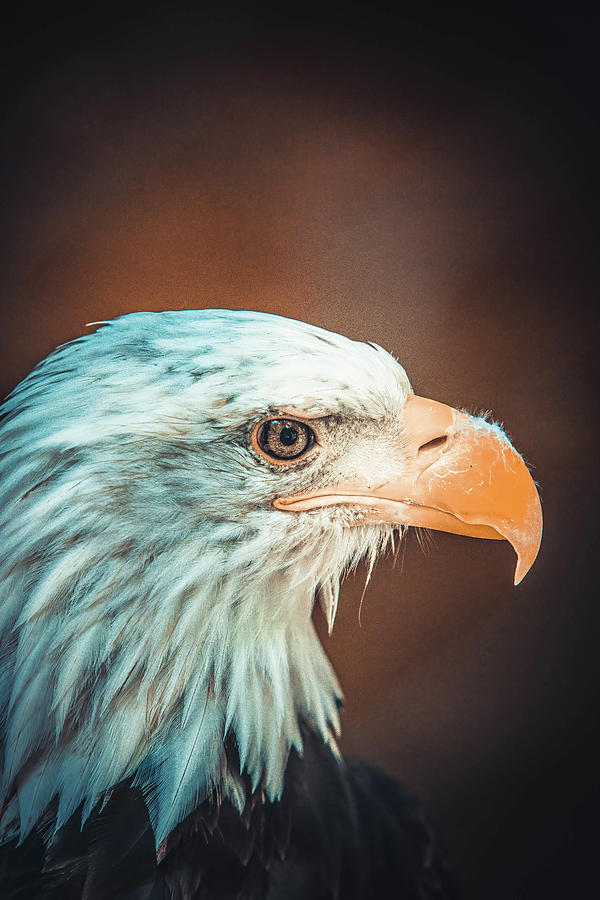 Eagle Eye Photograph by John Youngwolf