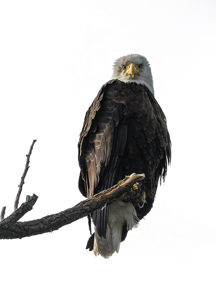 Eagle Eye Photograph by Loree Johnson - Fine Art America