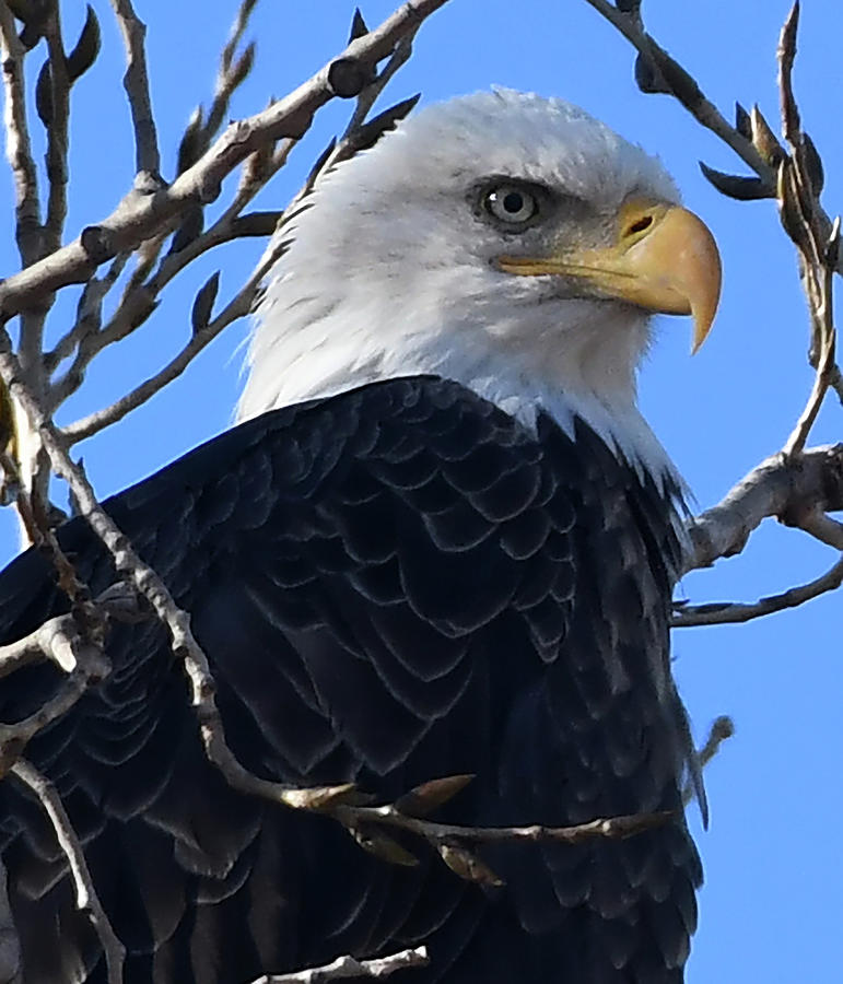 Eagle Eye Photograph by Pamela Peters