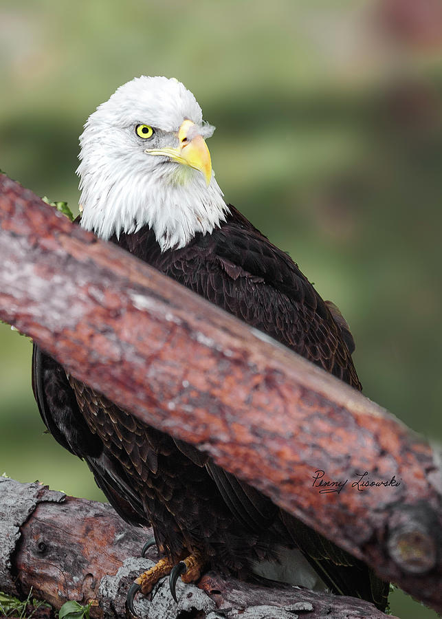 Eagle Eye Photograph by Penny Lisowski