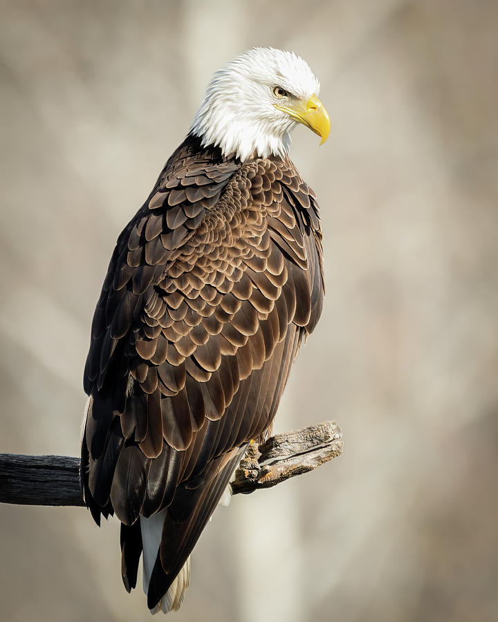 Eagle Eye Portrait Photograph by James Barber