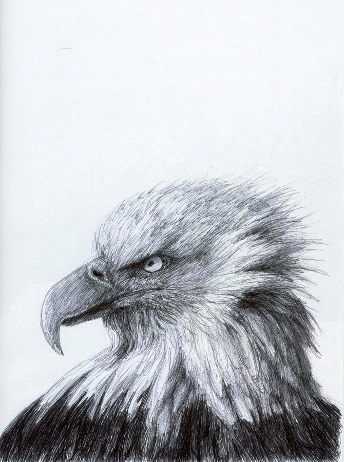 Eagle Eye Profile Drawing by Rick Hansen