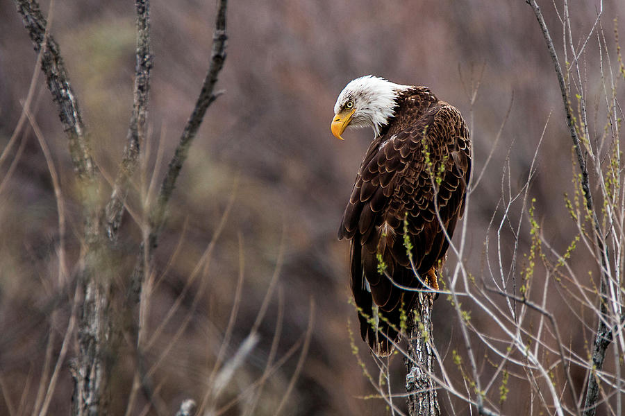 Eagle Eyed Hunter Photograph by American Landscapes