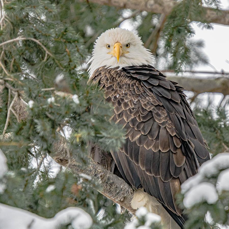 Eagle Eyes Photograph by David Lee