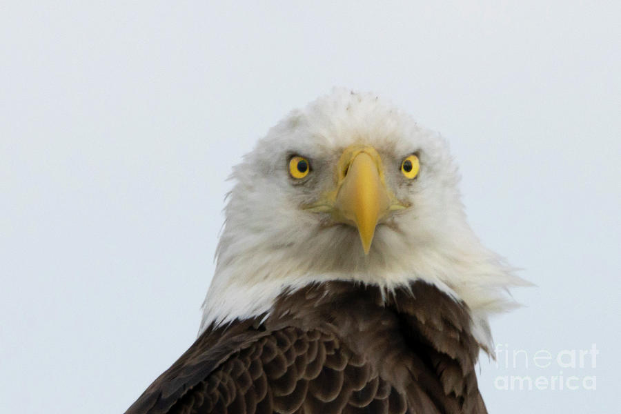 Eagle Eyes Photograph by Tom Claud