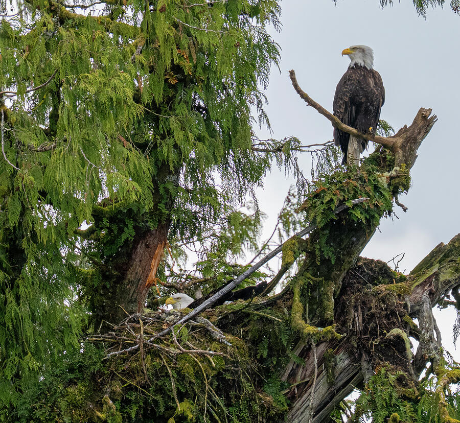 Eagle Family Treehouse Photograph by Bill Posner Eagle Family Treehouse Photograph by Bill Posner