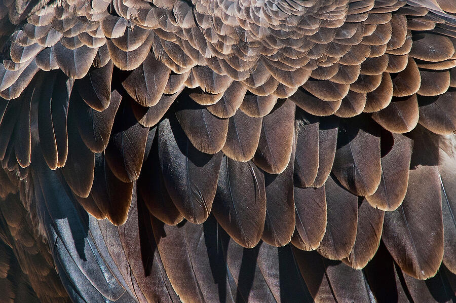 Eagle Feathers Photograph by Steve Stuller