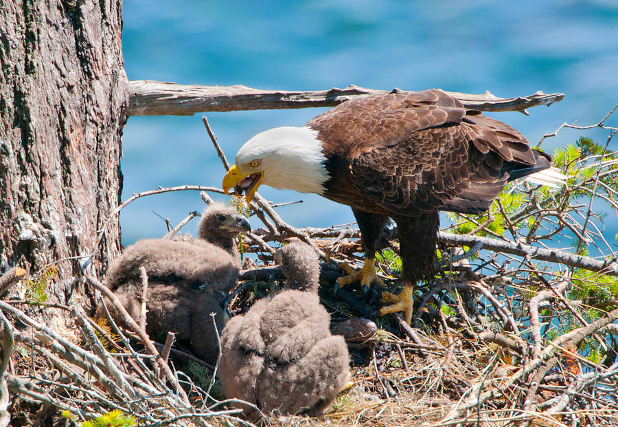 Eagle Feeding Chicks in Nest Photograph by BirdImages