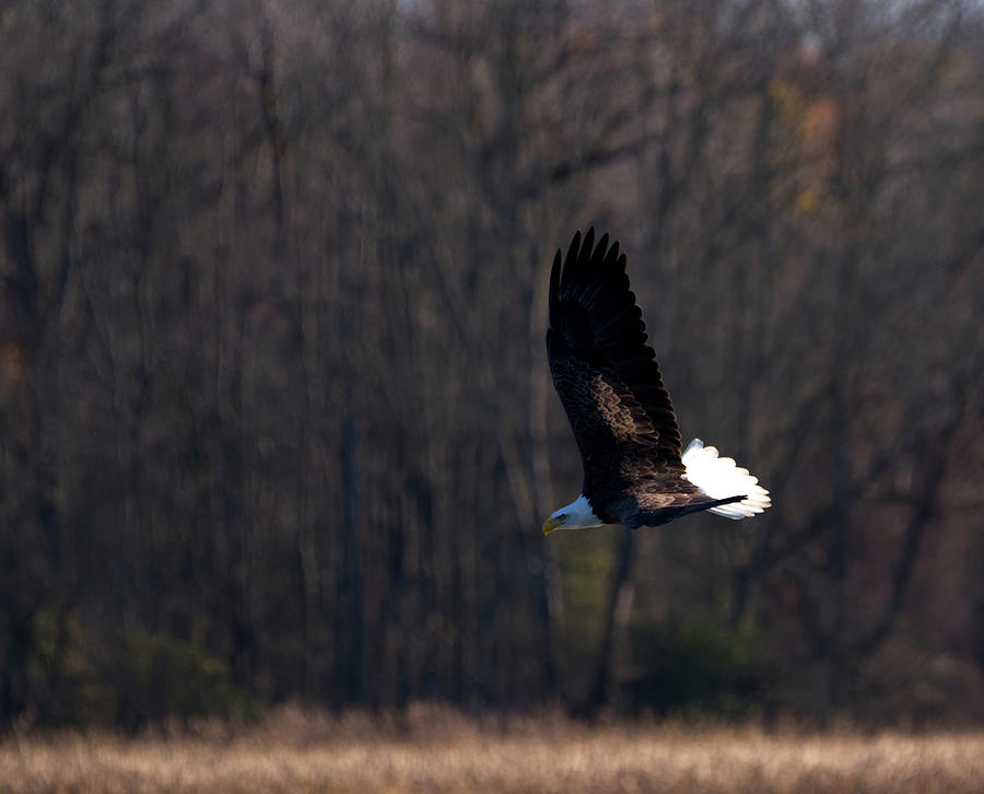 Eagle Field 1 Photograph by Flinn Hackett