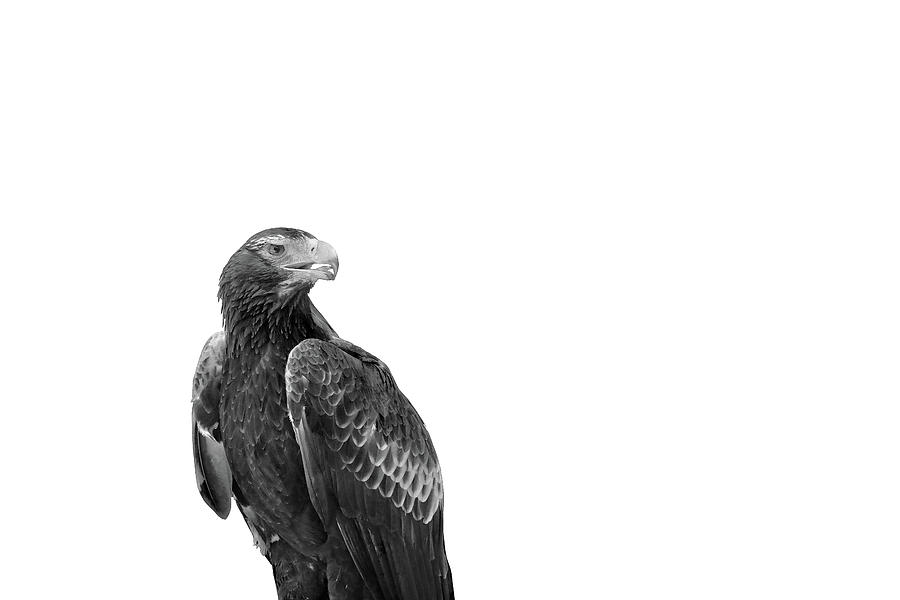 Eagle Fierce Photograph by Az Jackson