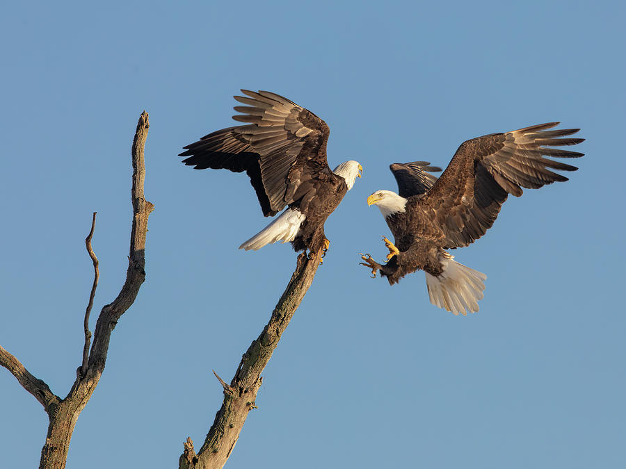 Eagle Fight Photograph by Kyle Santheson Photography - Fine Art America