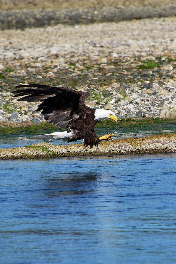 Eagle Fishing - Little Qualicum River Estuary Photograph by Peggy Collins