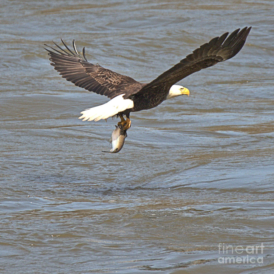 Eagle Fishing On A Spring Day Photograph by Adam Jewell