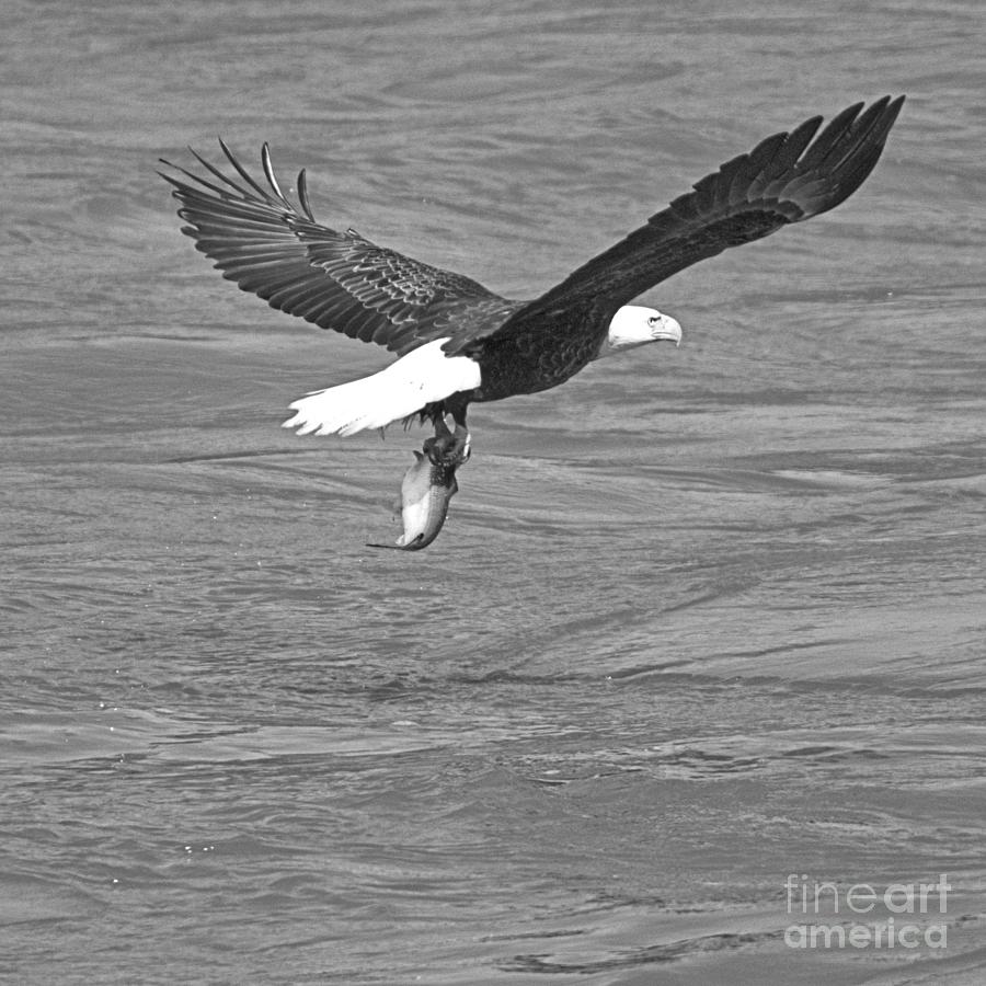 Eagle Fishing On A Spring Day Black And White Photograph by Adam Jewell