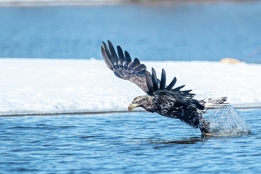 Eagle Fishing Photograph by Paul Freidlund