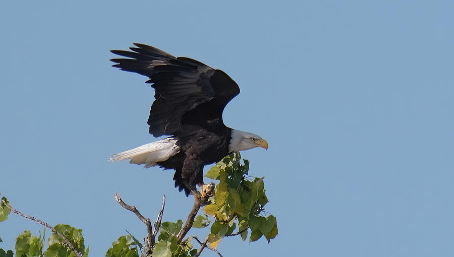 Eagle Flap Photograph by Judd Nathan - Pixels