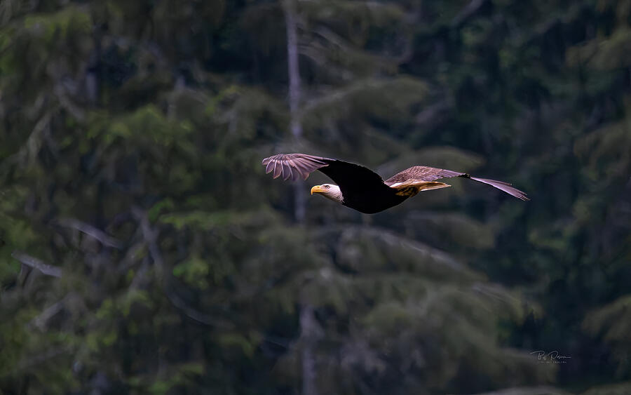 Eagle Flight Forest Photograph by Bill Posner Eagle Flight Forest Photograph by Bill Posner