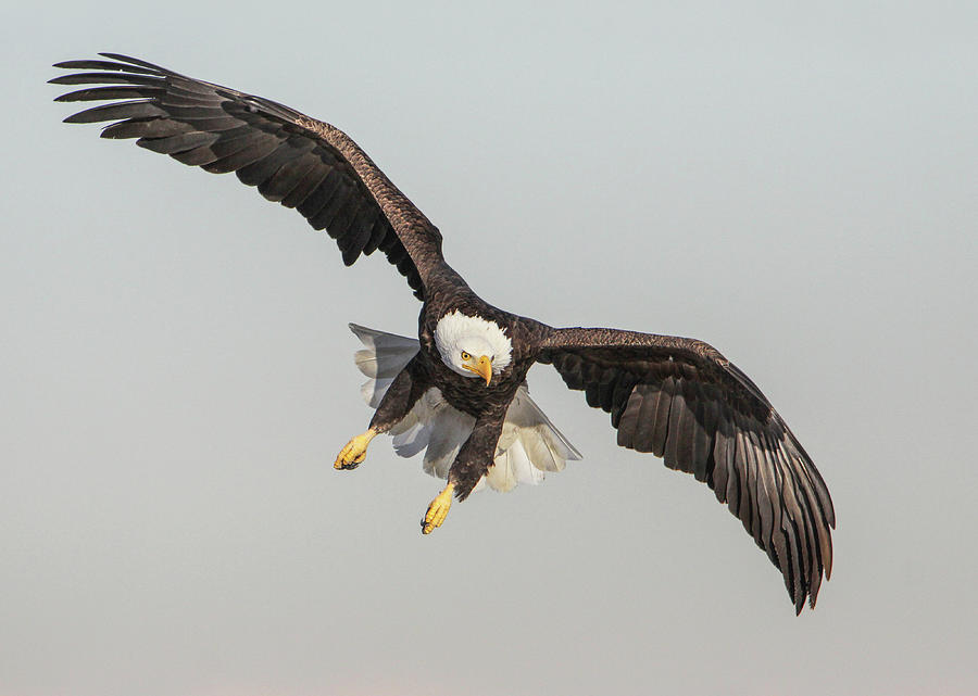 Eagle Flight Photograph by Kent Keller