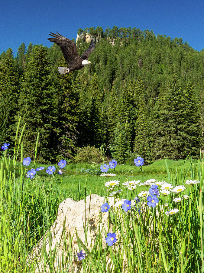 Eagle Flight over Wildflowers Photograph by Patti Deters
