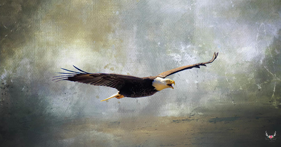 Eagle Flight Photograph by Pam Rendall