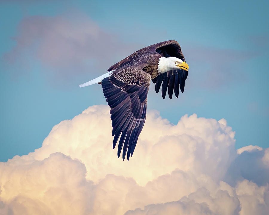 Eagle Flying Above Clouds Photograph by Joe Myeress