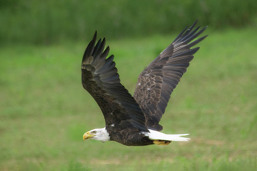 Eagle Flying Photograph by Chester Wiker - Pixels