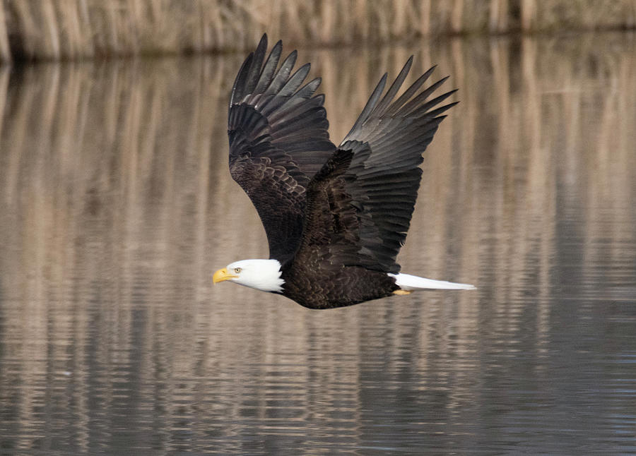 Eagle Flying Photograph by Kristine Anderson