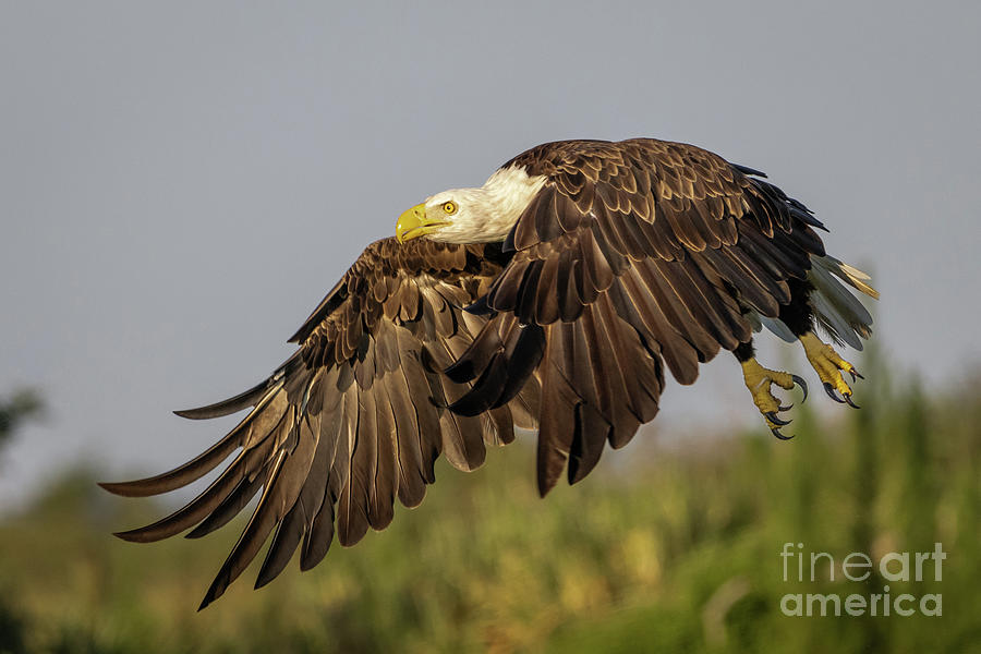 Eagle Flying Low Photograph by Tom Claud