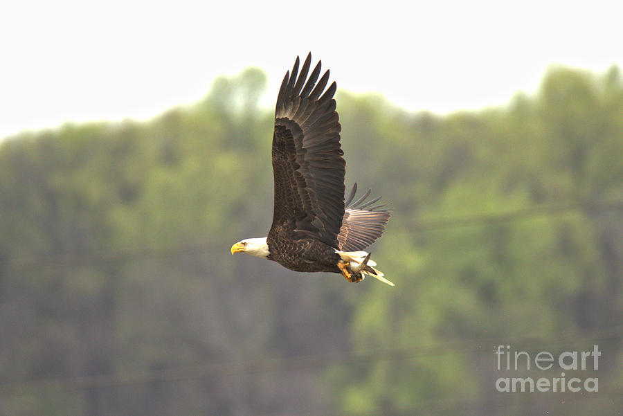 Eagle Flying Off With A Fish Photograph by Adam Jewell