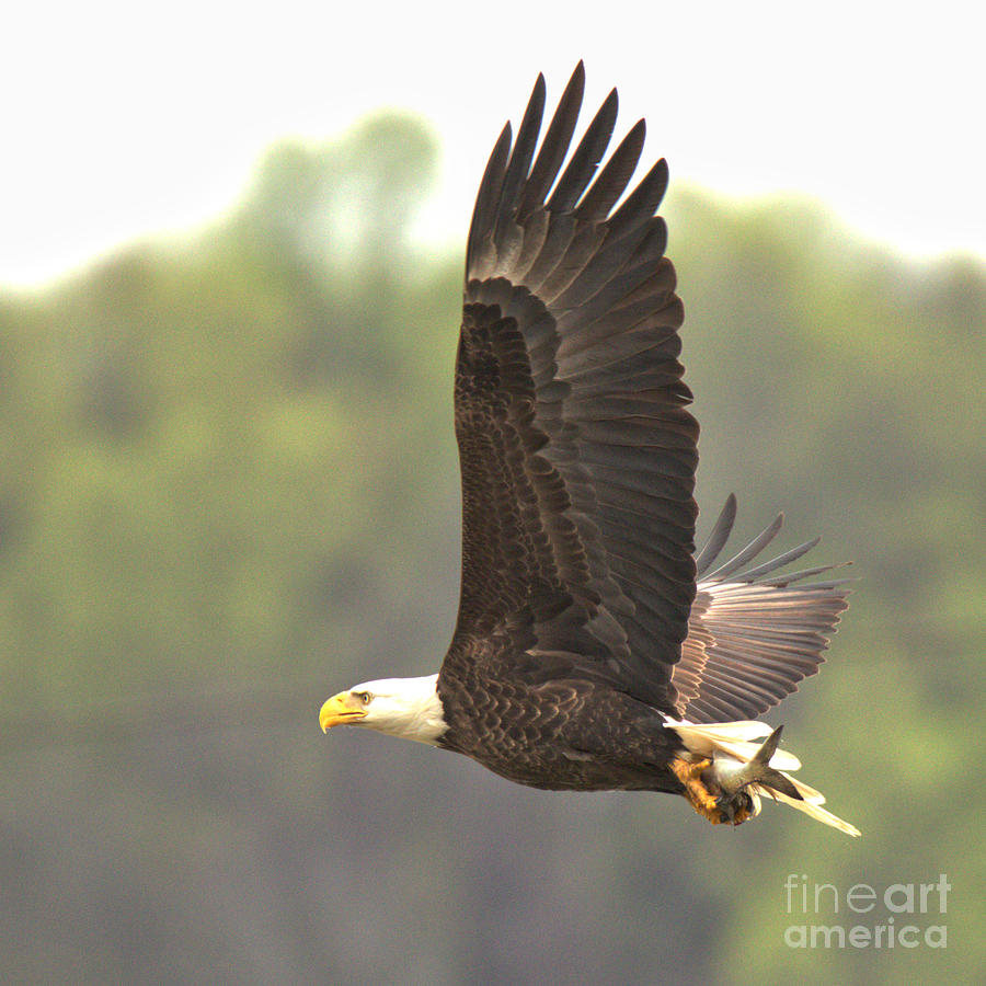 Eagle Flying Off With A Fish Crop Photograph by Adam Jewell