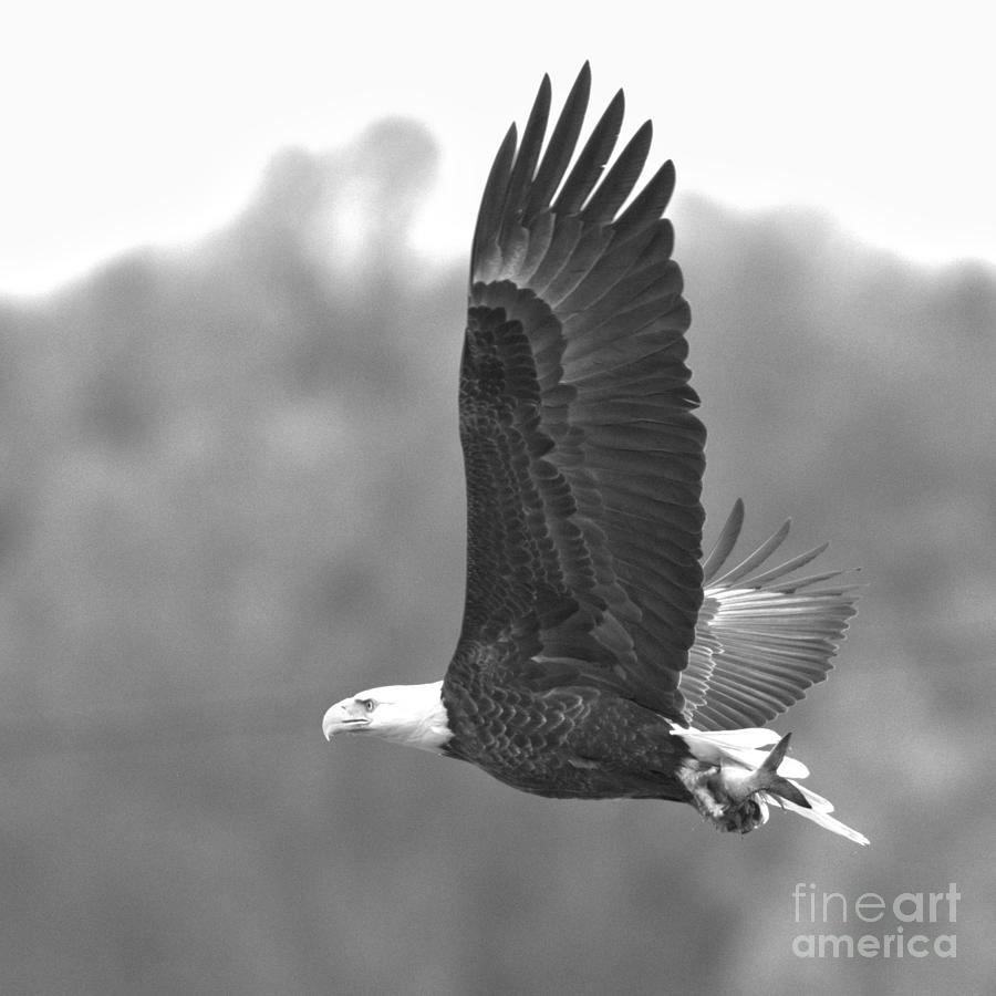 Eagle Flying Off With A Fish Crop Black And White Photograph by Adam Jewell