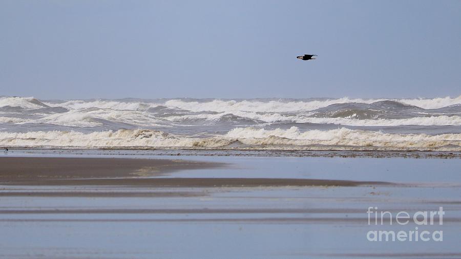 Eagle Flying over Beach Waves Photograph by Carol Groenen