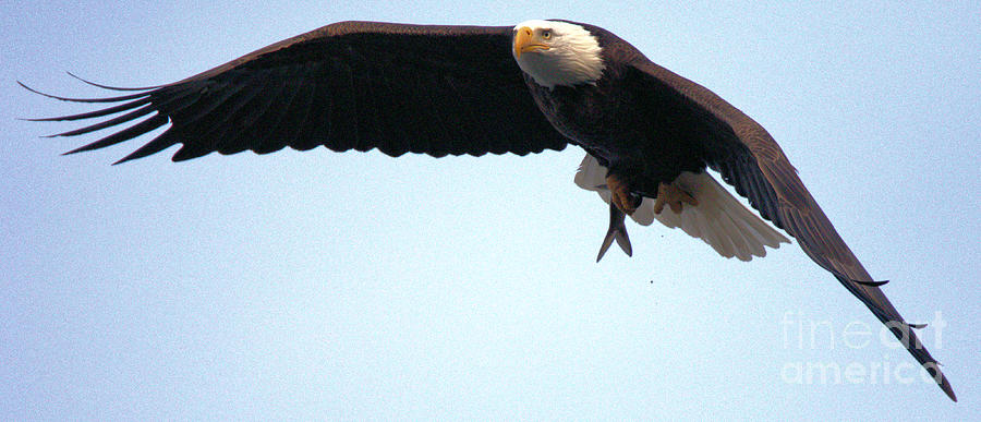 Eagle Flying With A Catch Photograph by Adam Jewell