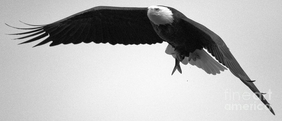 Eagle Flying With A Catch Black And White Photograph by Adam Jewell
