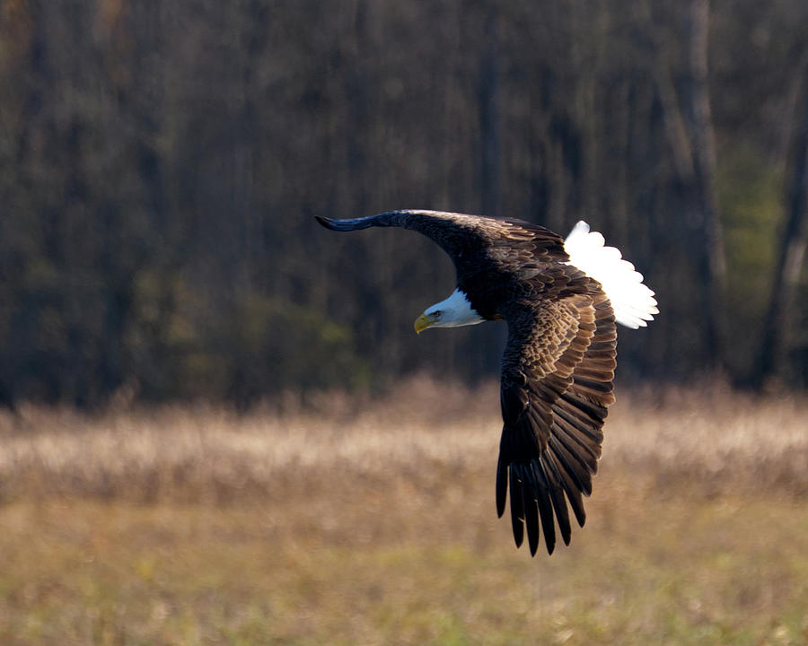 Eagle Flys Over Field Photograph by Flinn Hackett