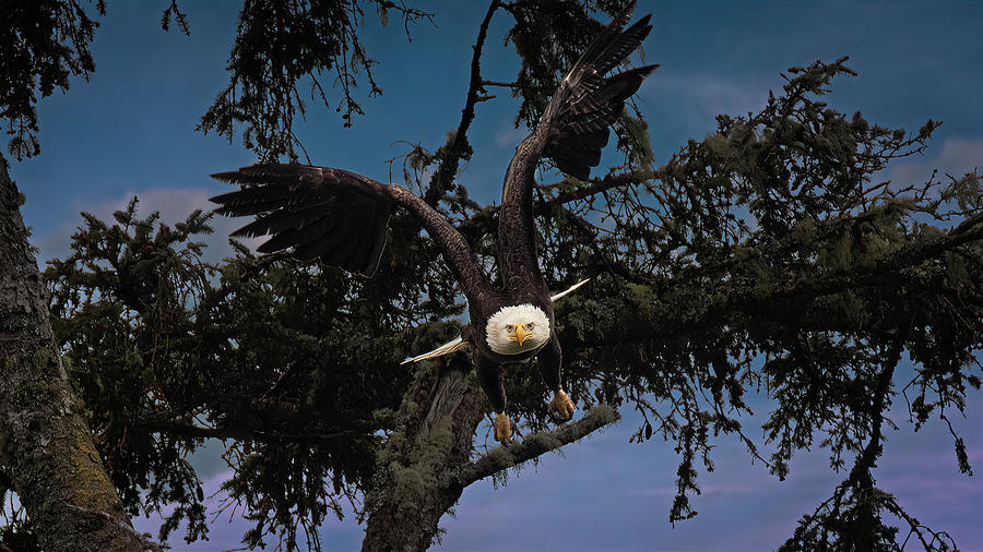Eagle full on Photograph by Bill Posner