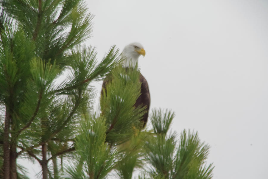 Eagle Gazing From A Ponderosa Photograph