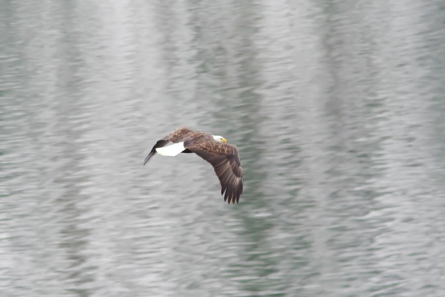 Eagle Gliding Above Lake Waters Photograph