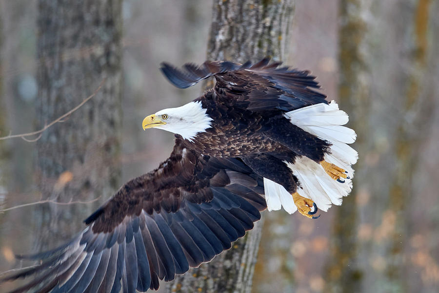 Eagle Gliding thru Forest Photograph by Paul Freidlund
