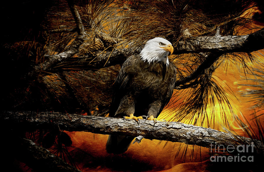 Eagle Glow Photograph by Deborah Benoit