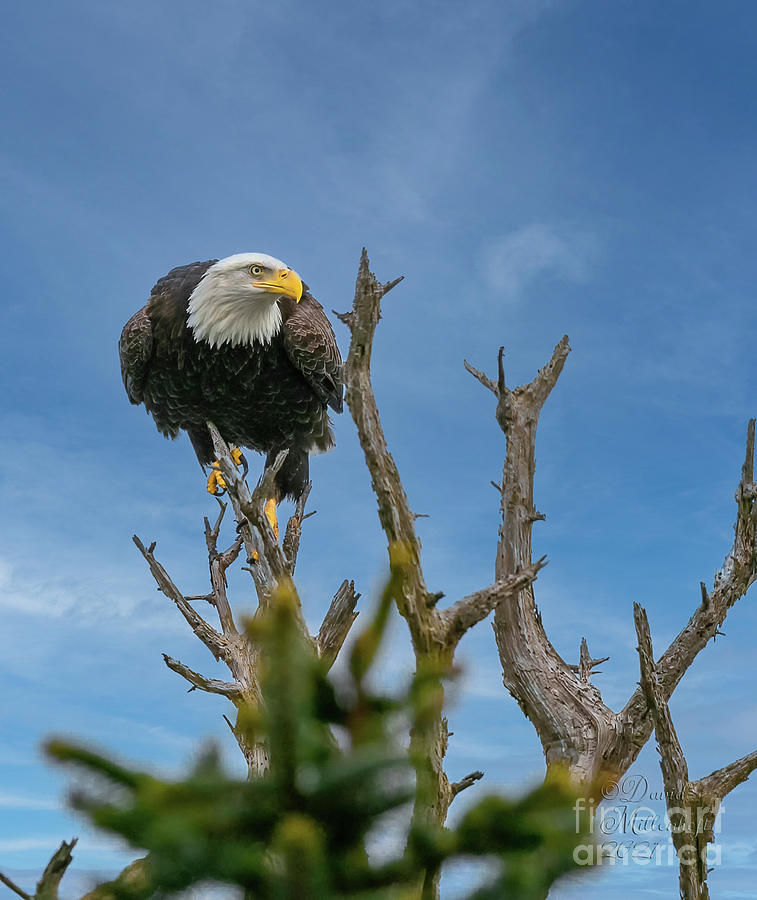 Eagle Got My Eye On You Photograph by David Millenheft