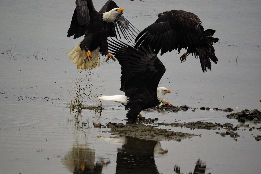 Eagle Hierarchy Photograph by Darrell MacIver