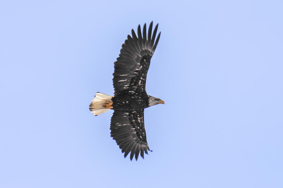 Nature Photograph - Eagle high in a clear sky by Jeff Swan