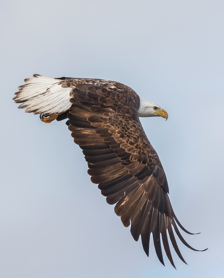Eagle Hunting Photograph by Loree Johnson
