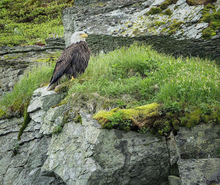 Eagle in Alaska Photograph by Fran Gallogly