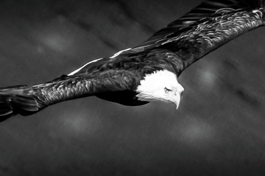 Eagle in Black and White Photograph by David Wagenblatt