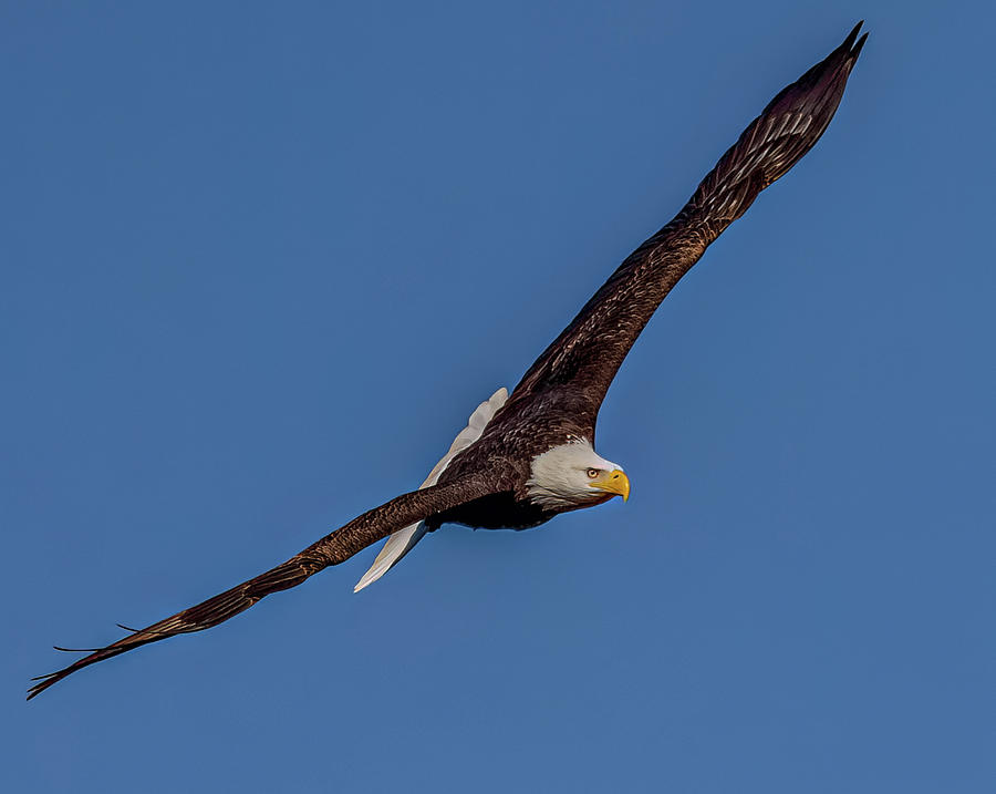 Eagle in Blue Sky Photograph by Brian Shoemaker