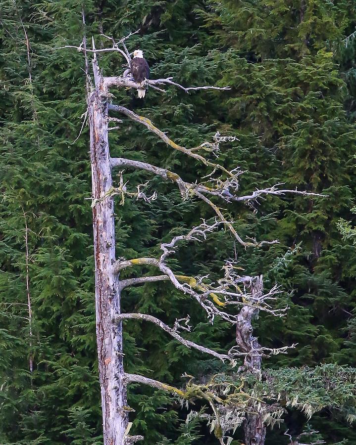 Eagle in Dead Tree Photograph by Kevin Craft
