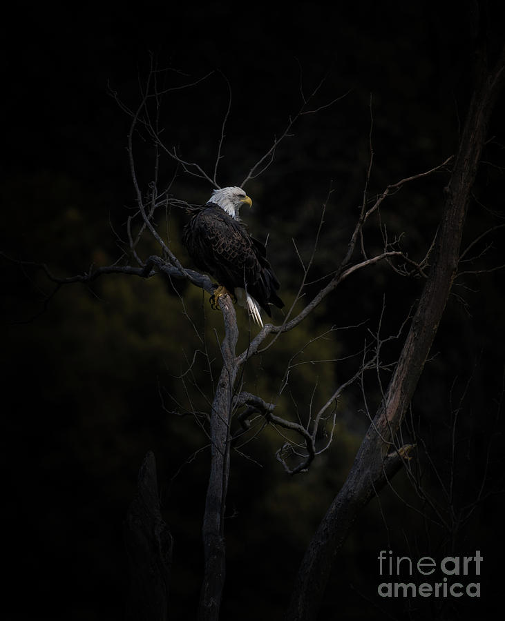 Nature Photograph - Eagle In Dead Tree by Robert Frederick